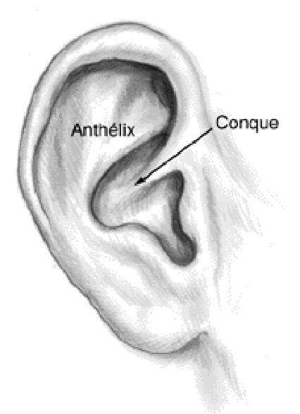 oreille structure